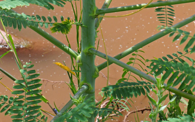 Sesbania herbacea, Bigpod Sesbania